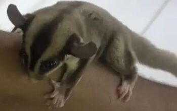 Sugar glider male tamed