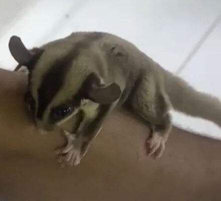 Sugar glider male tamed