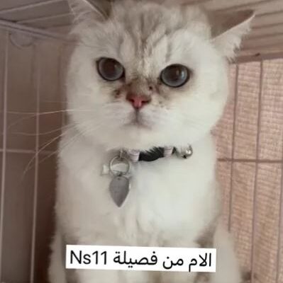 Ns11 كيتن من فصيلة