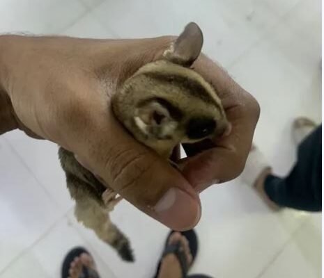 Sugar glider male tamed