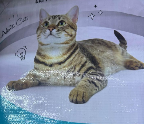 Cat Choize Dry food 8 kgs For Sale