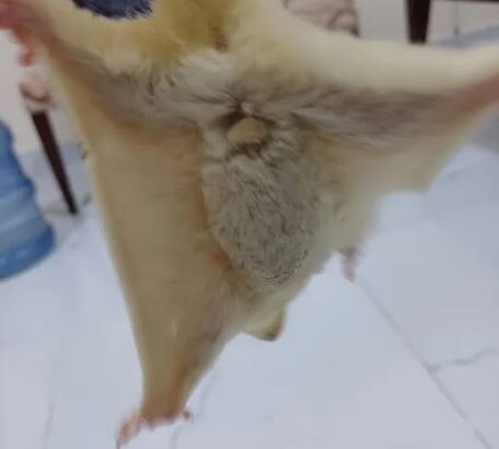 شوقر كلايدر اليف