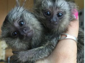 Finger Marmoset Monkeys