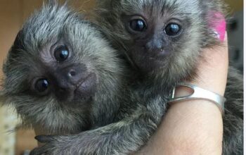 Finger Marmoset Monkeys