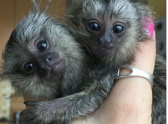 Finger Marmoset Monkeys