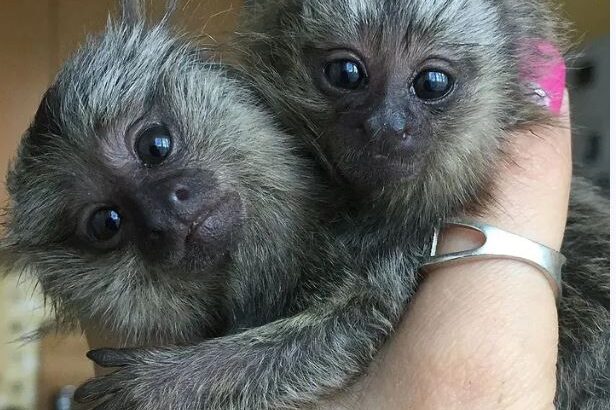 Finger Marmoset Monkeys