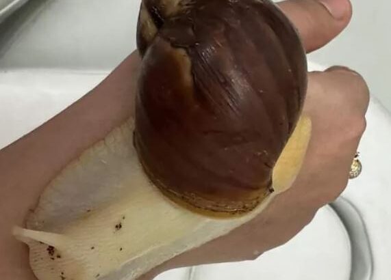 حلزون البينو