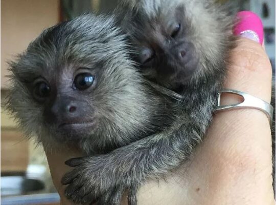 Finger Marmoset Monkeys