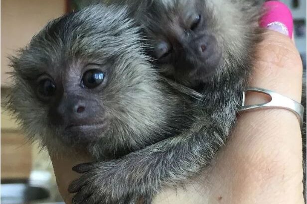 Finger Marmoset Monkeys