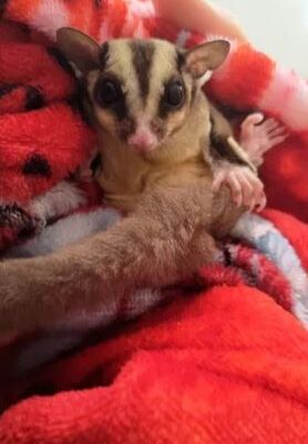 Sugar Glider