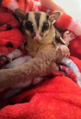 Sugar Glider