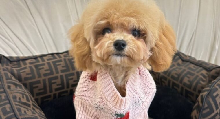 Maltipoo boy