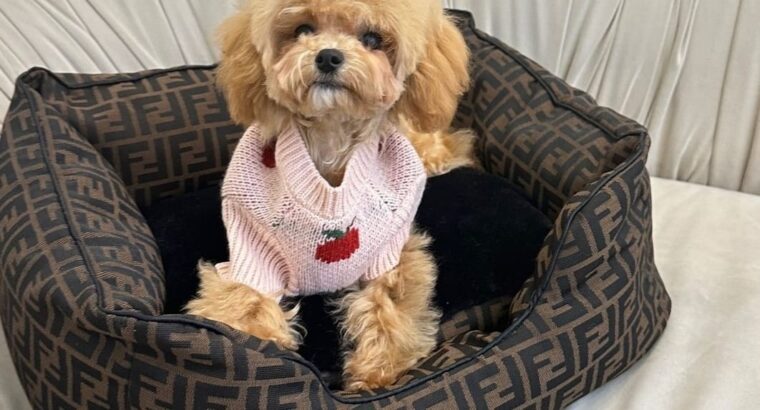 Maltipoo boy