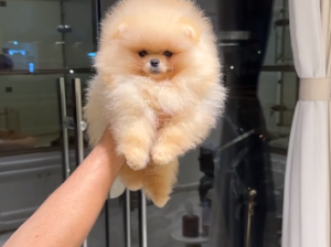 Bear face Pomeranian Boy