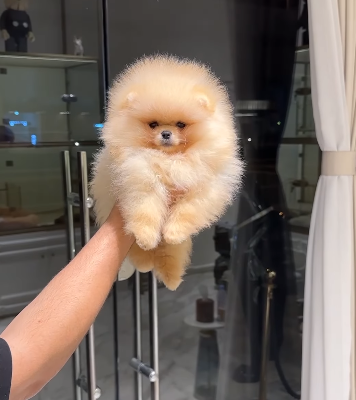 Bear face Pomeranian Boy