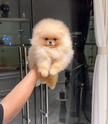 Bear face Pomeranian Boy