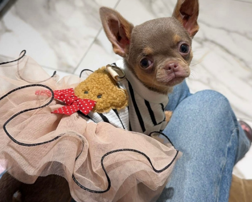 Beautiful Chihuahua Girl