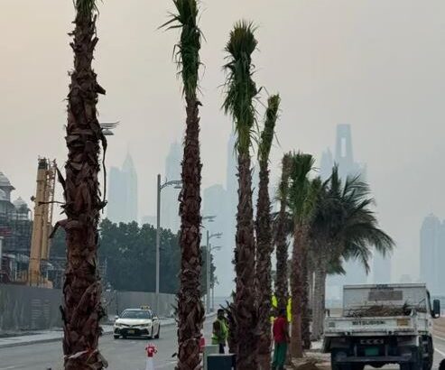 All kind of trees supplier