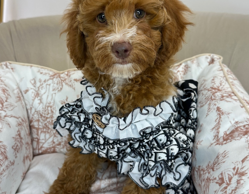 Goldendoodle Female