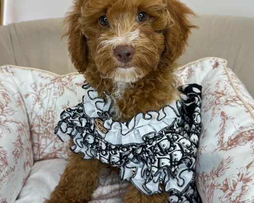 Goldendoodle Female