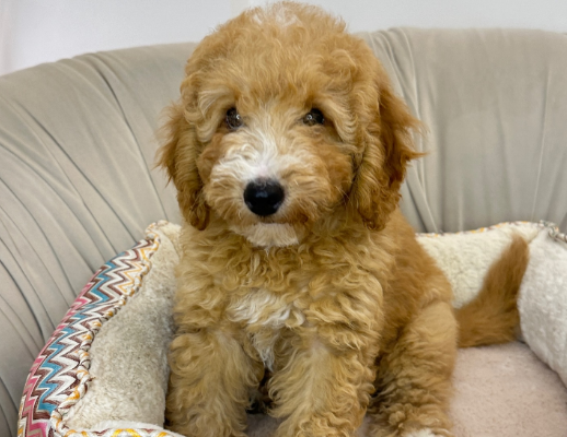 Goldendoodle little buddy