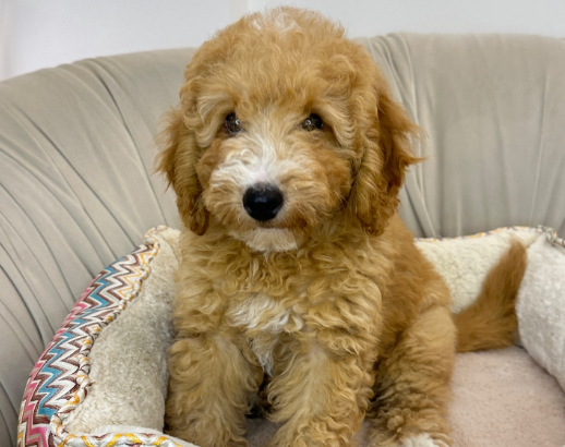 Goldendoodle little buddy