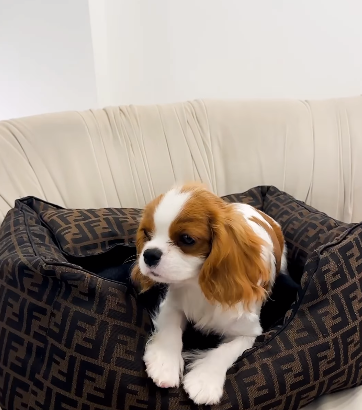 King Charles Girl