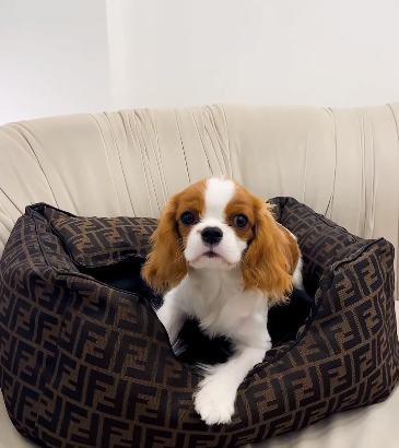 King Charles Girl