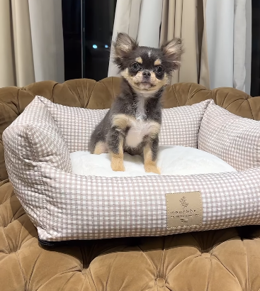 Long Haired Chihuahua