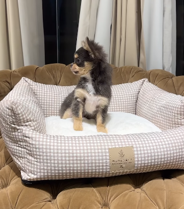 Long Haired Chihuahua