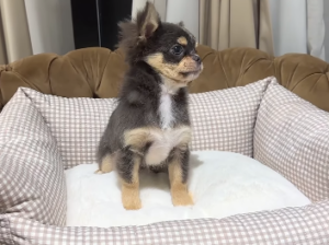 Long Haired Chihuahua