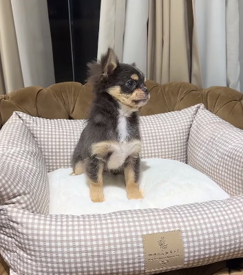 Long Haired Chihuahua