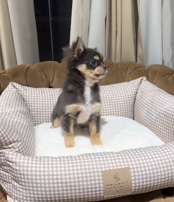 Long Haired Chihuahua