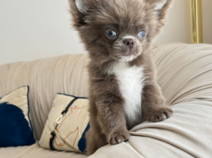 Long-Haired Chihuahua Boy