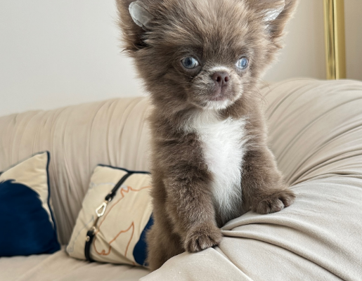 Long-Haired Chihuahua Boy