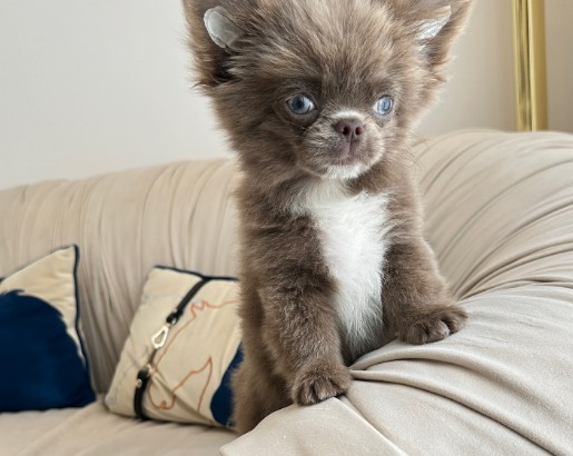 Long-Haired Chihuahua Boy