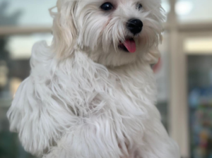 adorable 3-month-old Maltese puppy