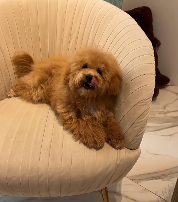 Mini Goldendoodle boy from Korea