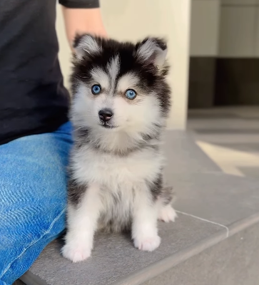 Pomsky baby girl from Korea