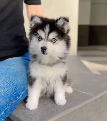 Pomsky baby girl from Korea