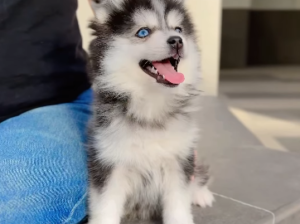 Pomsky baby girl from Korea