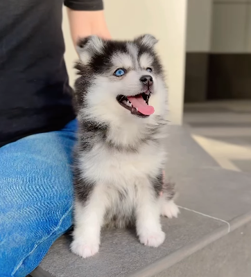 Pomsky baby girl from Korea