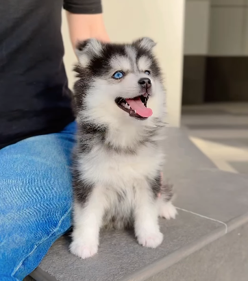 Pomsky baby girl from Korea