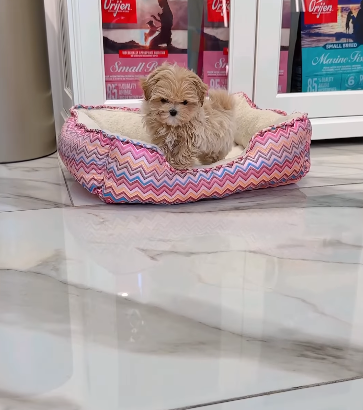 Teacup Maltipoo Boy