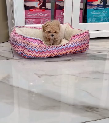 Teacup Maltipoo Boy