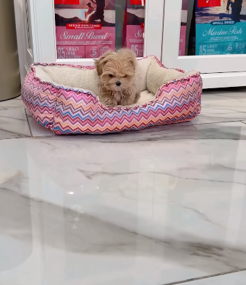 Teacup Maltipoo Boy