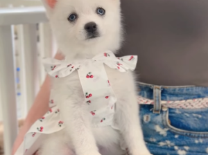 Teacup Pomsky Girl