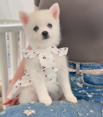 Teacup Pomsky Girl