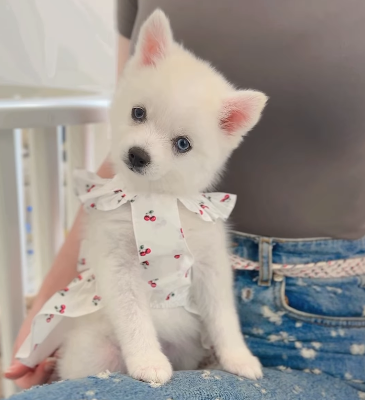 Teacup Pomsky Girl