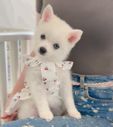 Teacup Pomsky Girl